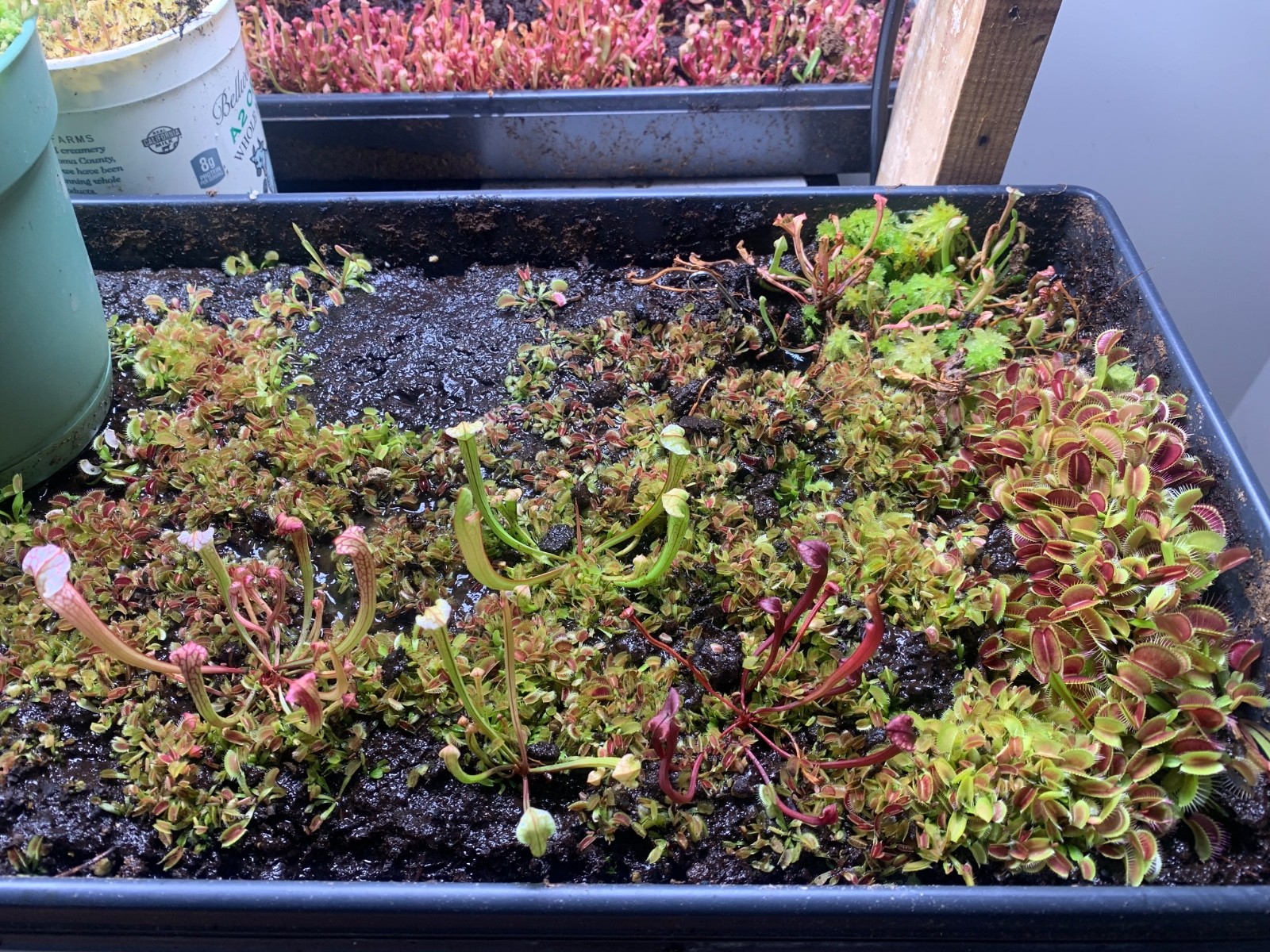 Sarracenia Pitcher Plant Seeds-100+ Maxsea Plant Food