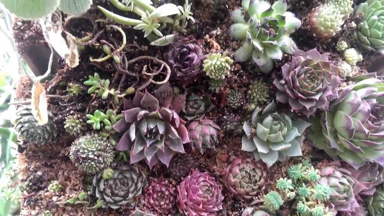 100 Seeds Hen & Chicks Mix Sempervivum Hybridum Seeds (PERENNIAL)