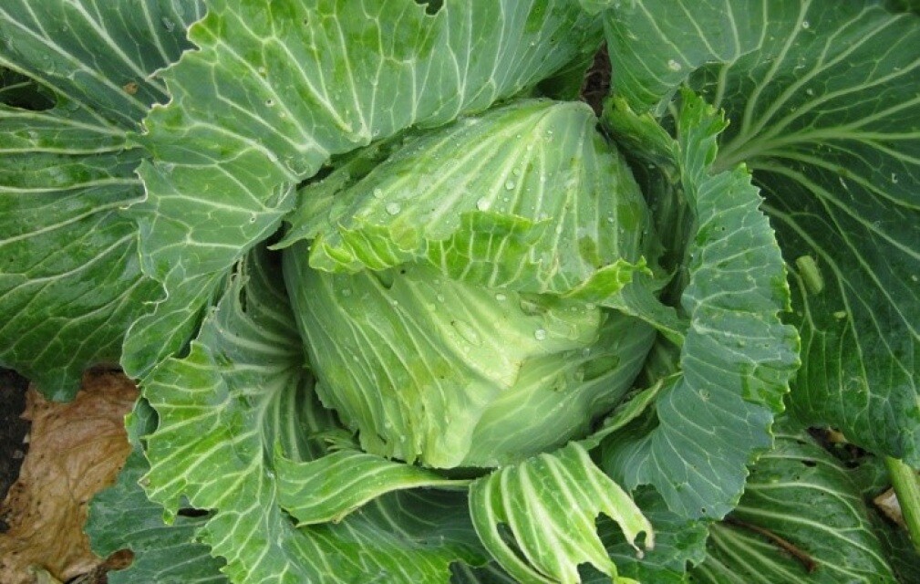 Brunswick Cabbage Seeds, NON-GMO, Drumhead, Sauerkraut, FREE SHIPPING