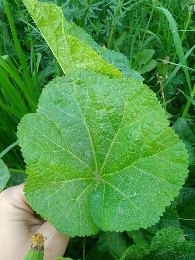 Alcea rosea | Hollyhock | 100 Seeds