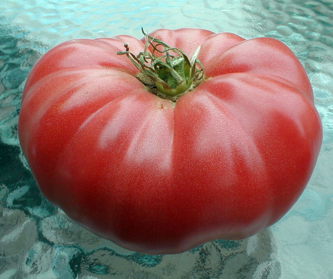 Classic Organic Large Beefsteak Tomato, Non-GMO, 50 Seeds