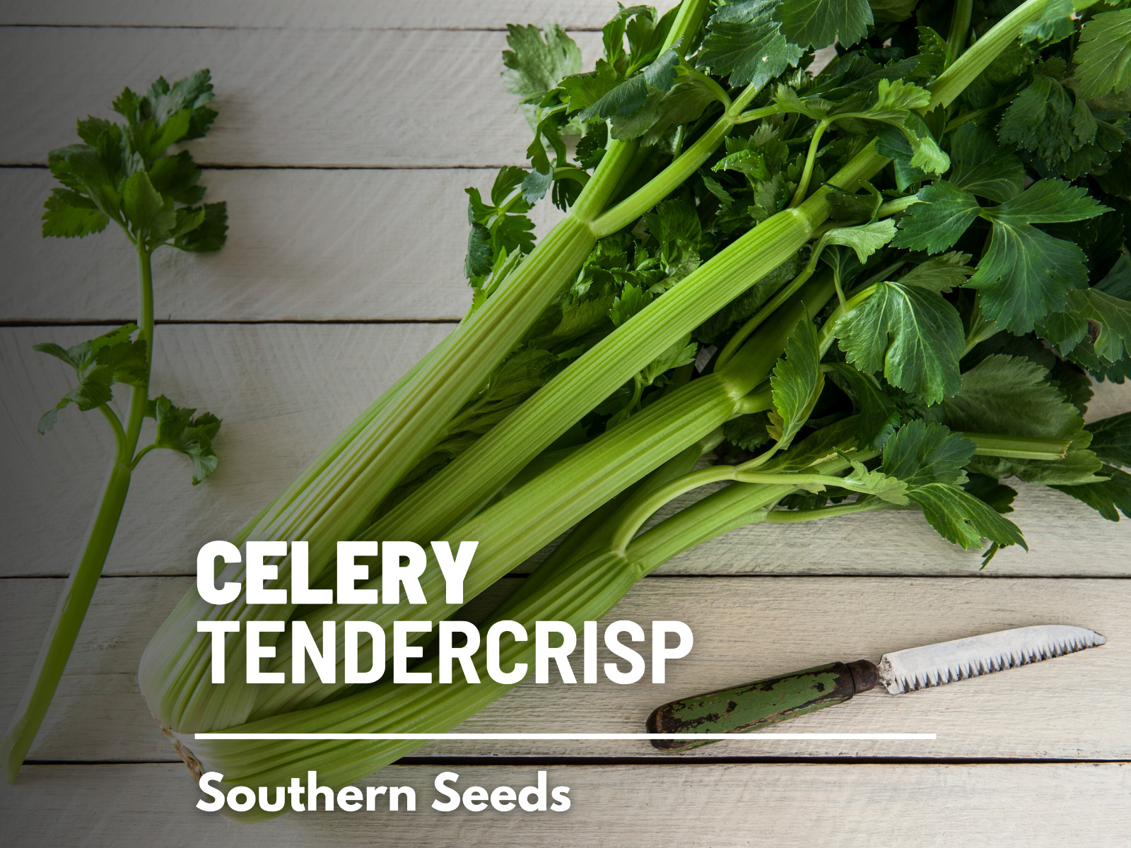 Celery, Tendercrips – Heirloom Seeds – Easy to grow, very crisp celery – NonGMO