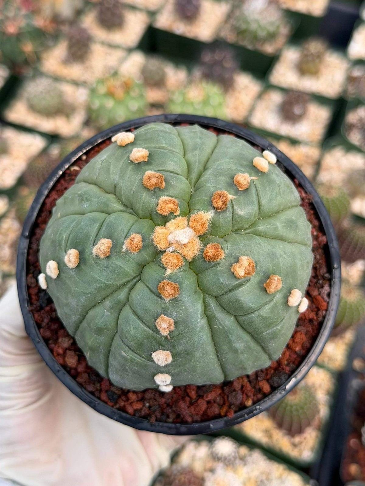 Astrophytum Asterias Fukuryu – Rare 14‑Rib Mutation Cactus