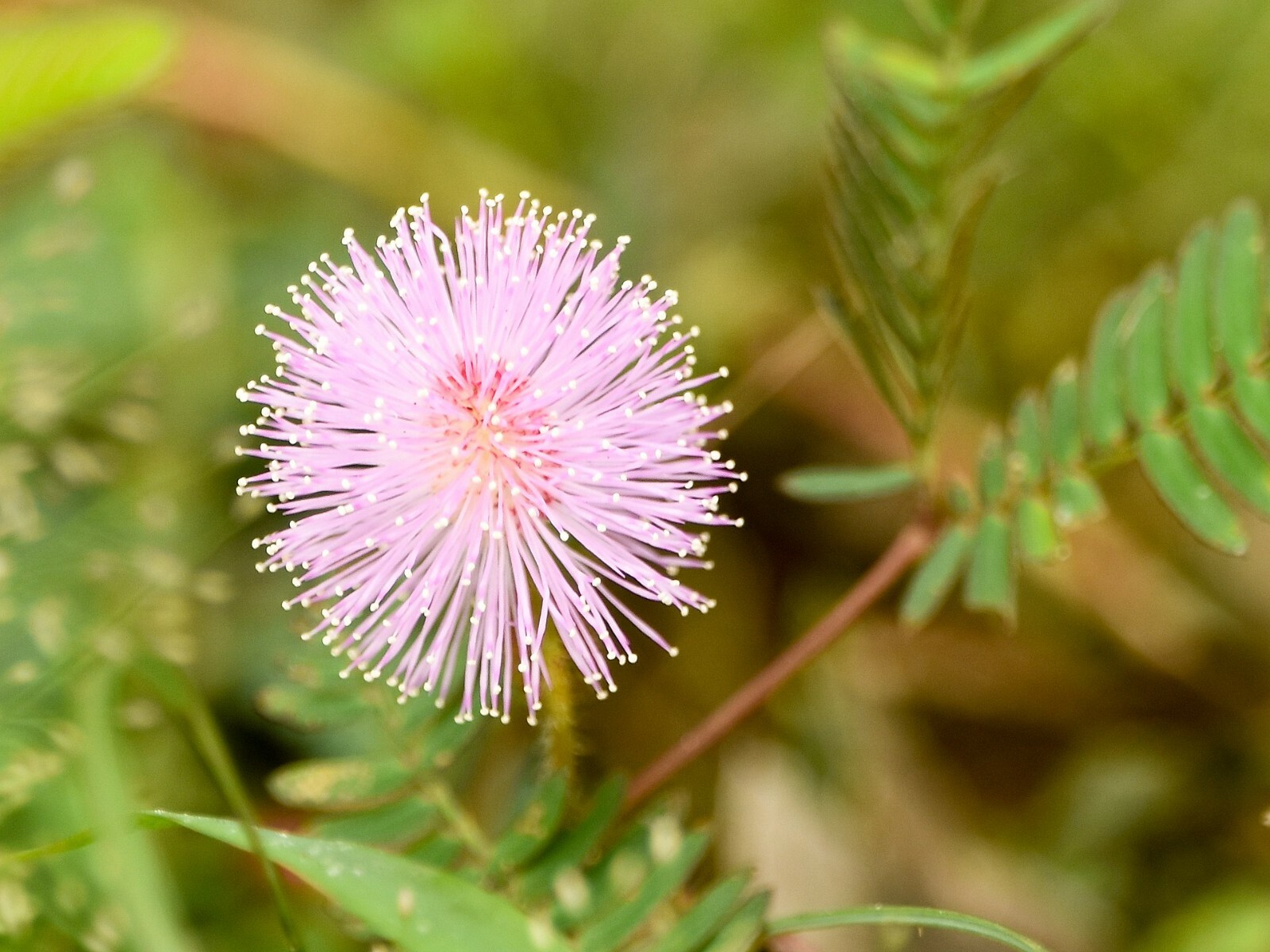 500+ SENSITIVE PLANT Seeds BULK *Free US Shipping!* Mimosa Pudica Seeds