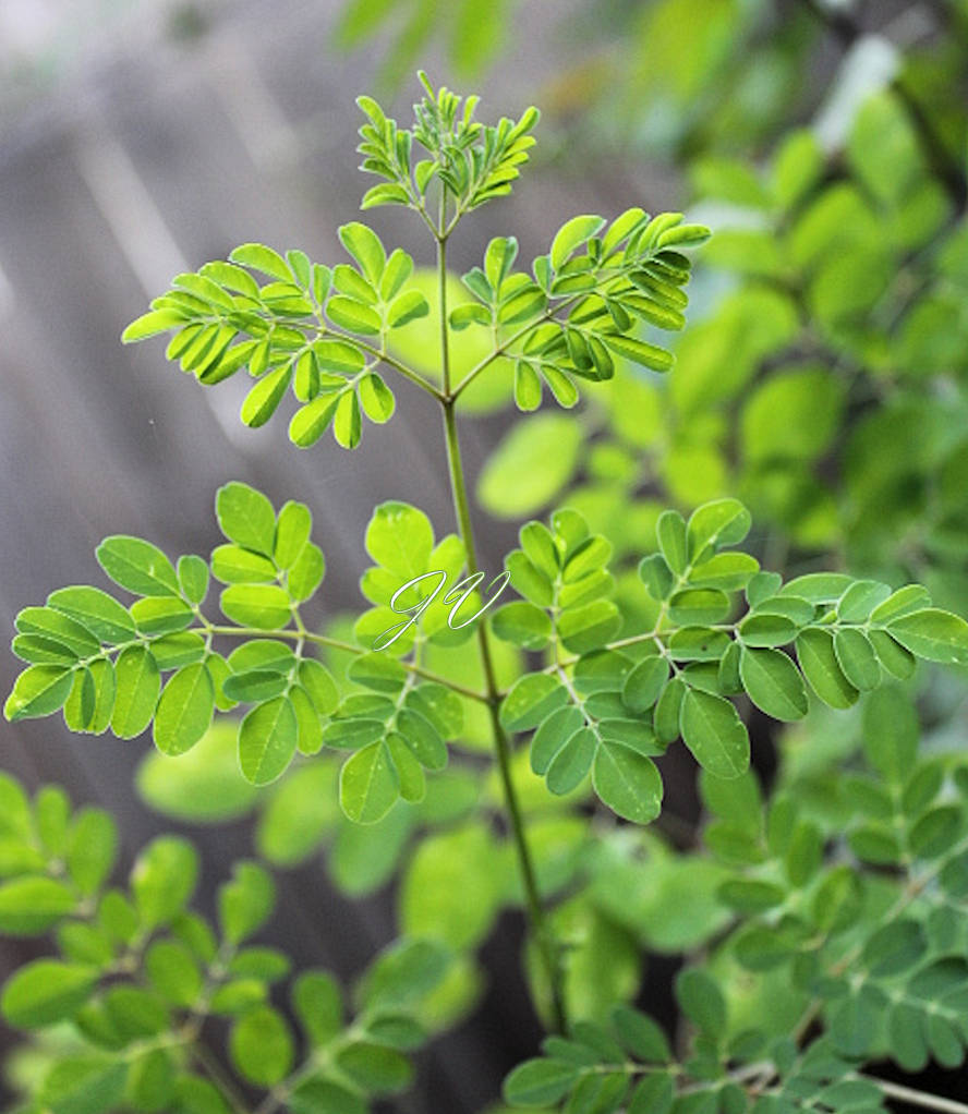Tropical Seeds -Moringa oleifera ODC -Hybrid Tropical 10 Seeds for Planting
