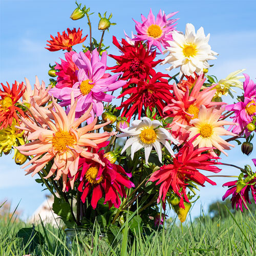 Three Mixed Cactus Dahlia tubers bulbs