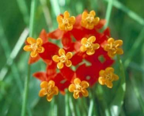 Asclepias curassavica Red Butterfly weed (Monarch Host Plants) 10 seeds