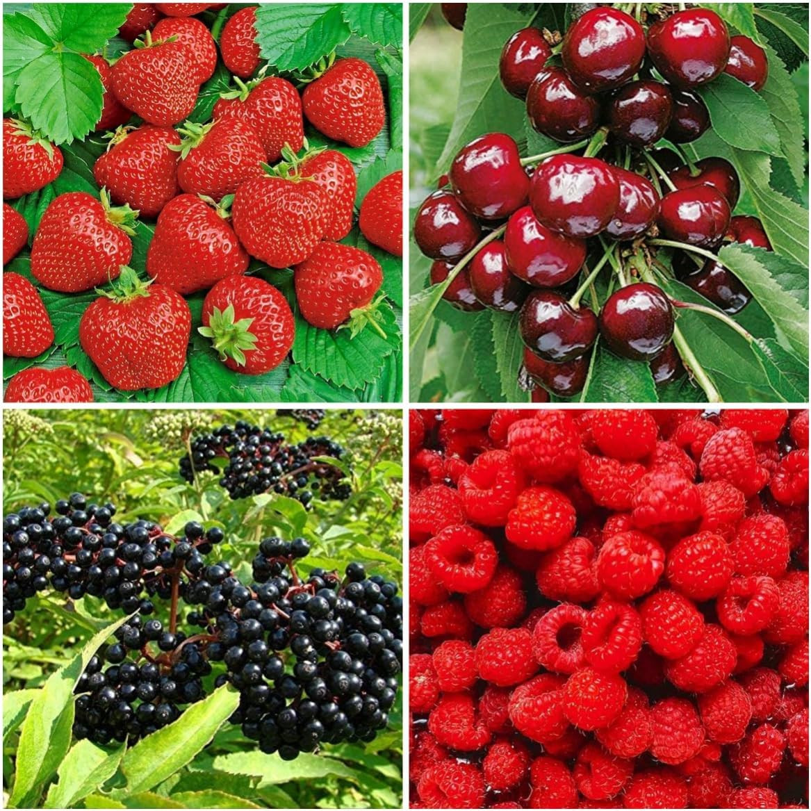 Berry Seeds Variety Pack, 310 Seeds Total, Non-GMO Strawberry, Raspberry, Elderb