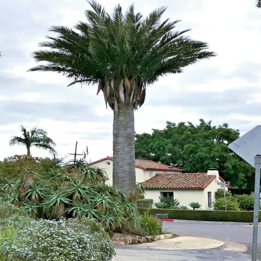 Chilean Wine Palm Tree Seeds (Jubaea chilensis) Largest Palm in World, Hardy-8