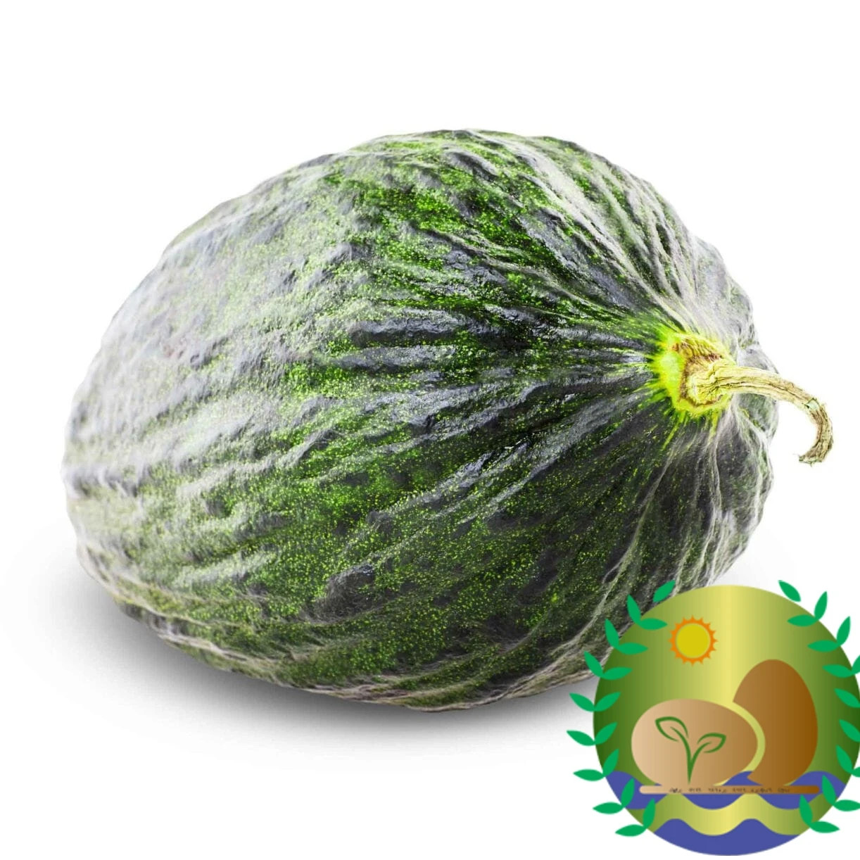 Early Valencia Melon Seeds | NON-GMO | Heirloom | FREE SHIPPING