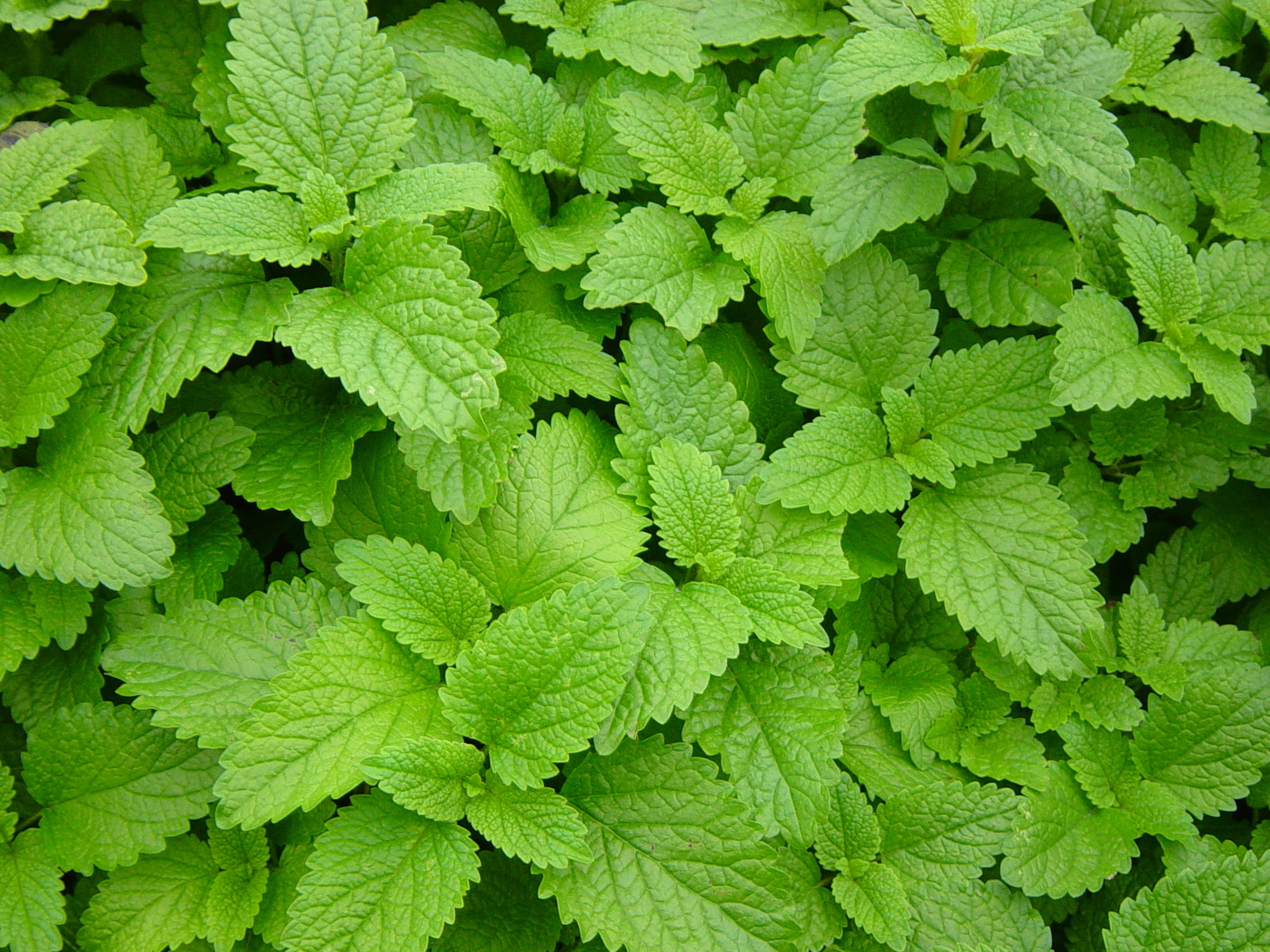 Herb Seed: Lemon Balm seed 1000+ Seeds Fresh Seed FREE Shipping