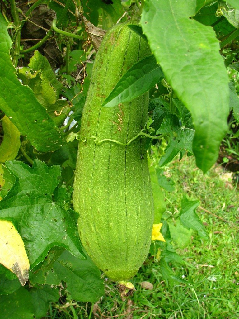 Luffa Sponge Gourd Seeds, Vegetable Sponge, Dishcloth Gourd, NON-GMO, FREE SHIP