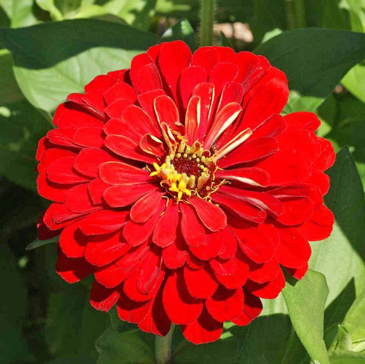 Zinnia Seeds HUMMINGBIRD REDS Bulk Butterflies Love Heirloom Non-GMO 500 Seeds!