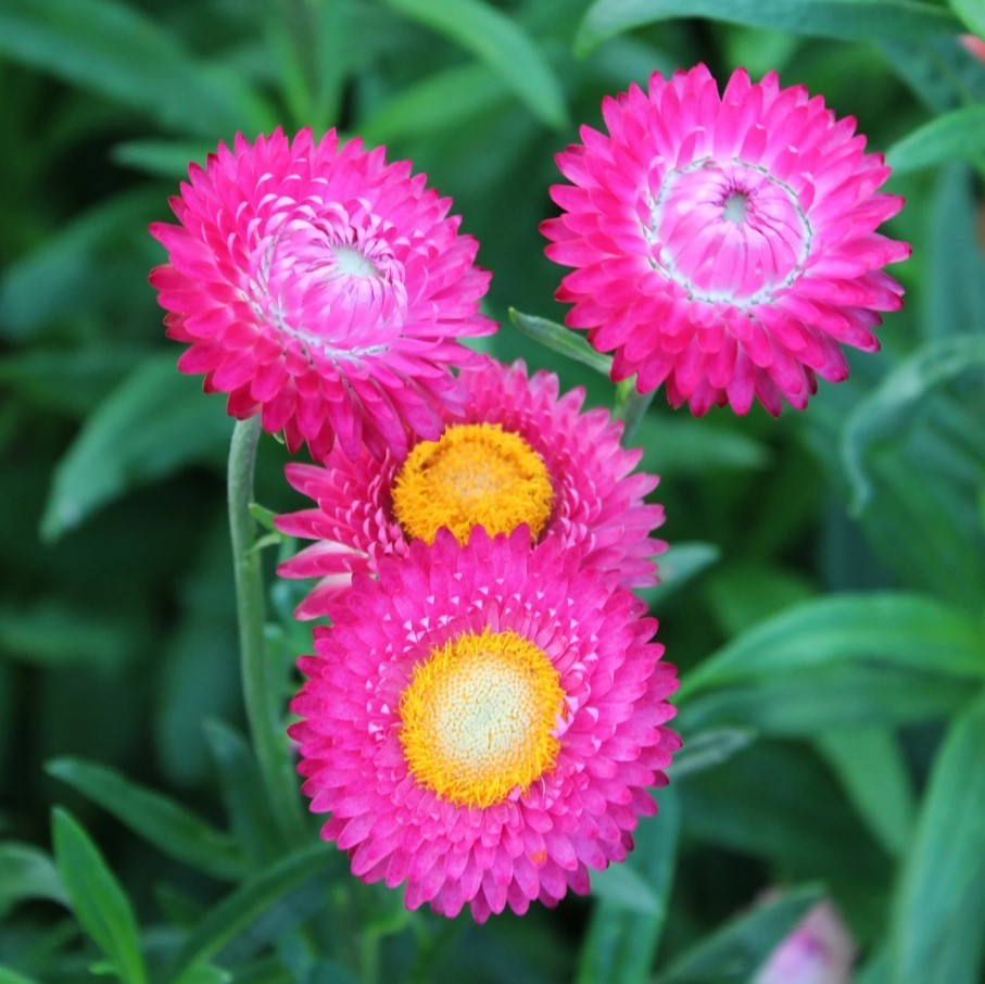 Bright Rose Strawflower – Pack 100 Seeds – Annual White Blooms Plant
