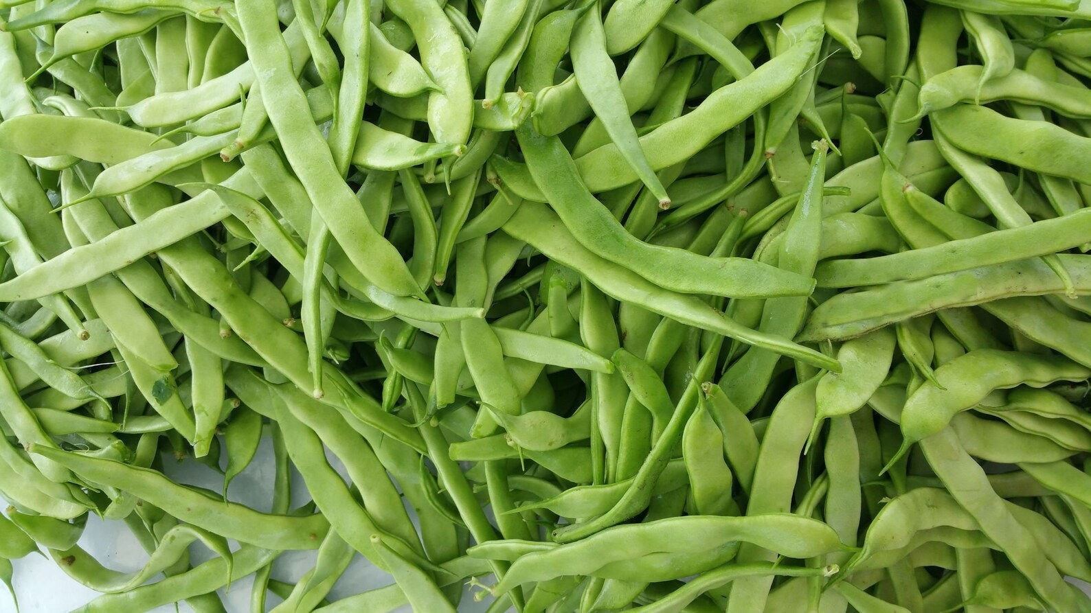 25 Heirloom Vegetable Seeds- Roma II Bean!