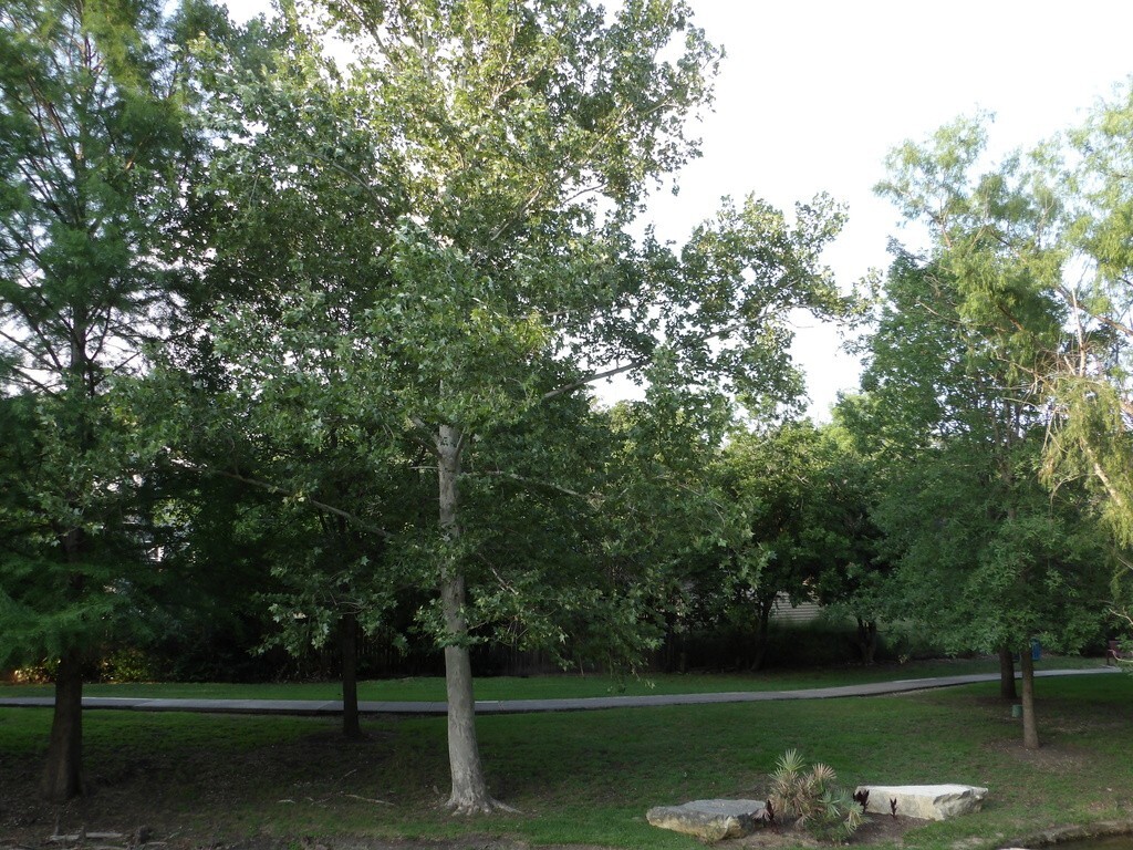 American Sycamore (Platanus occidentalis) Buttonwood, P Glabrata, Button Ball