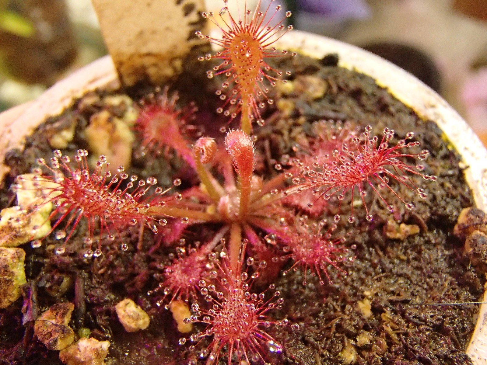 Drosera oblanceolata “Sunset Peak” Seeds, Carnivorous Sundew Plant