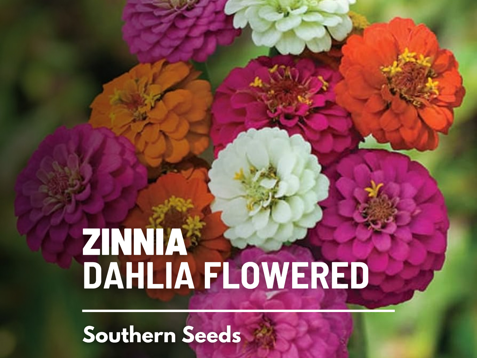 Zinnia, Dahlia Flowered seeds – Heirloom Flower (Zinnia elegans) – Double blooms