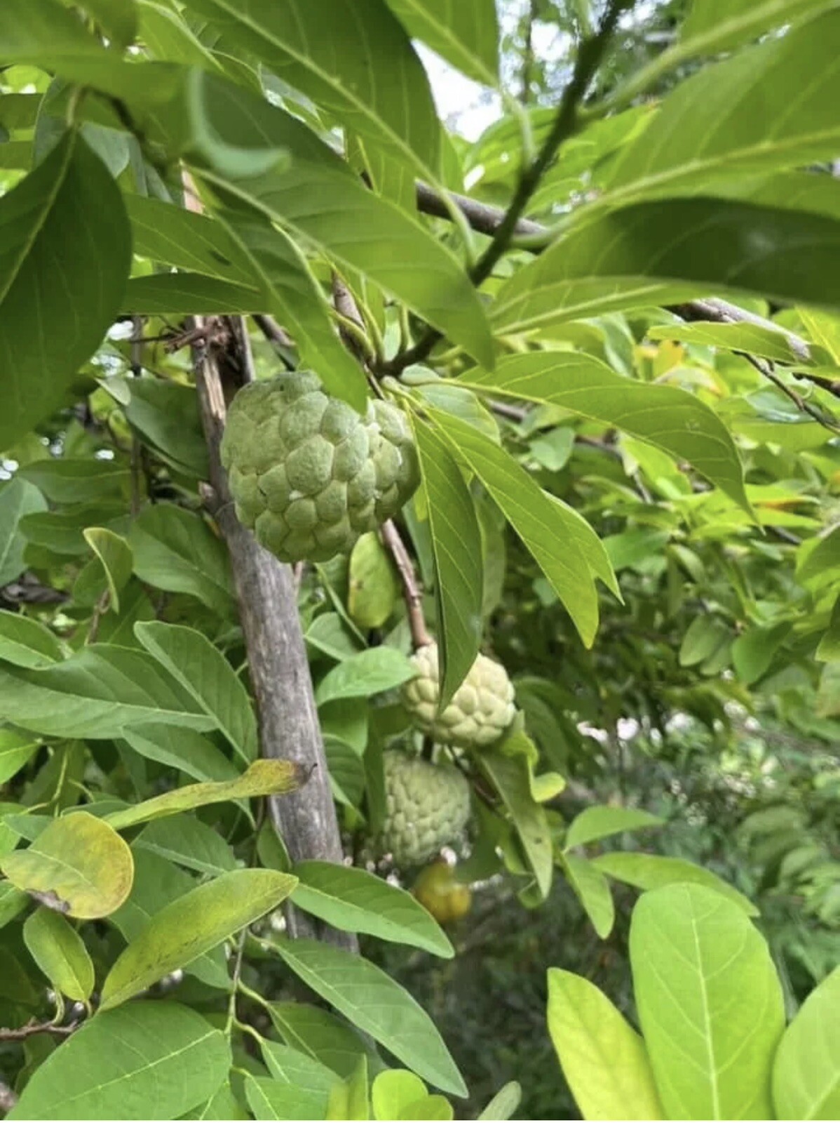 50 Sugar Apple Seeds, Custard Apple, Annona Squamosa, น้อยหน่าหนัง