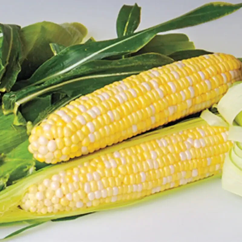 G90 Delicious Hybrid Sweet Corn Seed Bicolor Treated 350 Seeds, 4oz. 95% Germ.