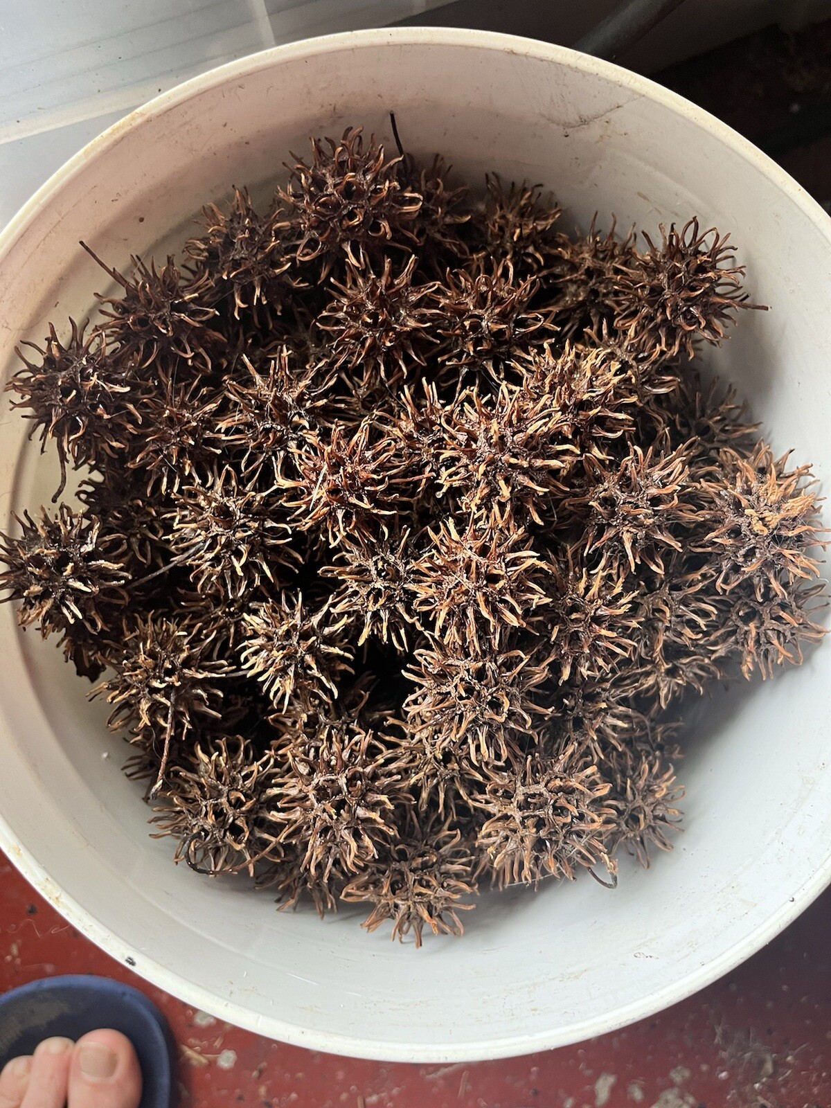 Sweet Gum Ball Tree (seeds only) 20 Count make Home Prepper Tincture
