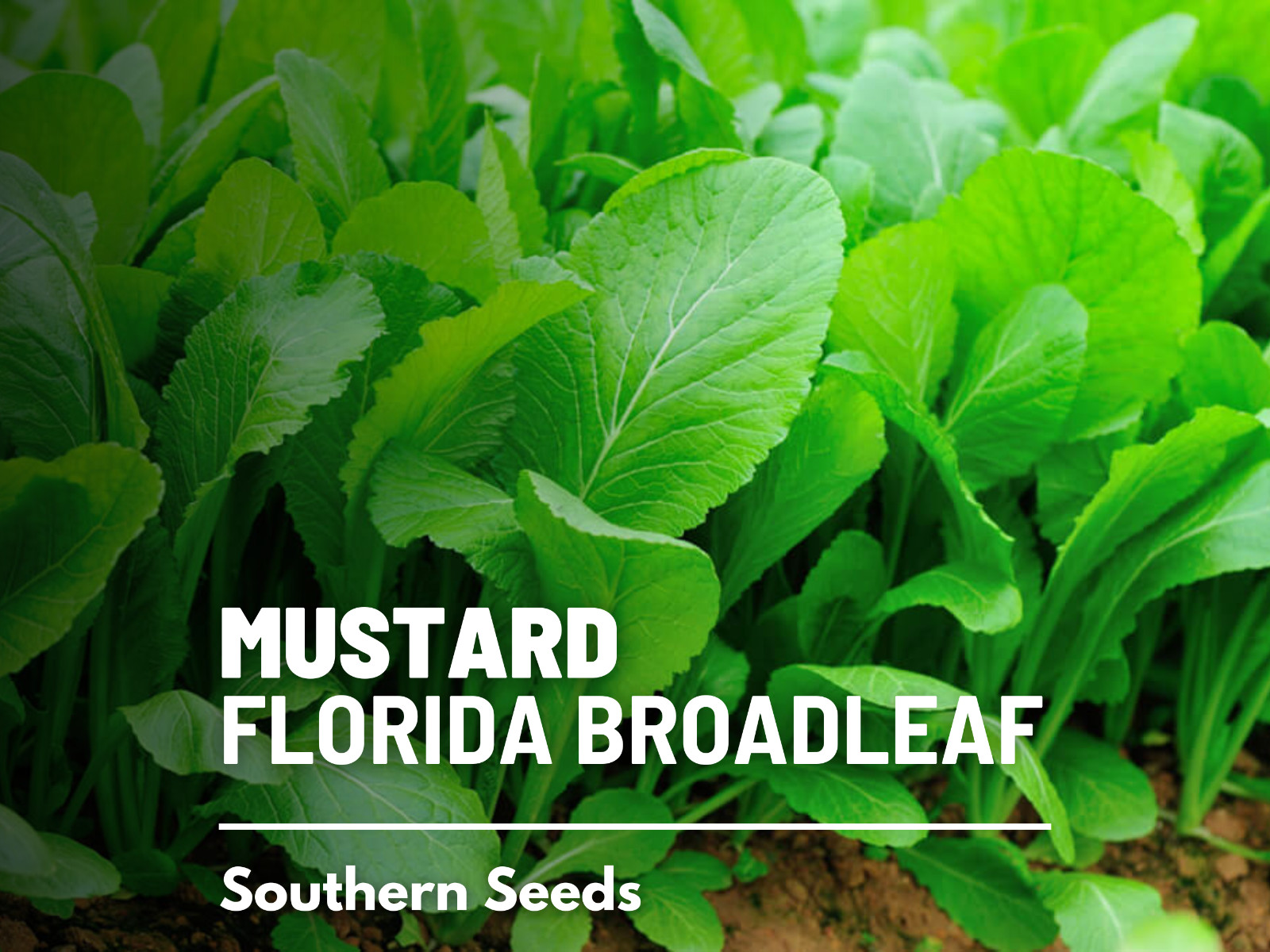 Mustard, Florida Broadleaf – 250 Seeds – Heirloom Greens – Open Pollinated – Non