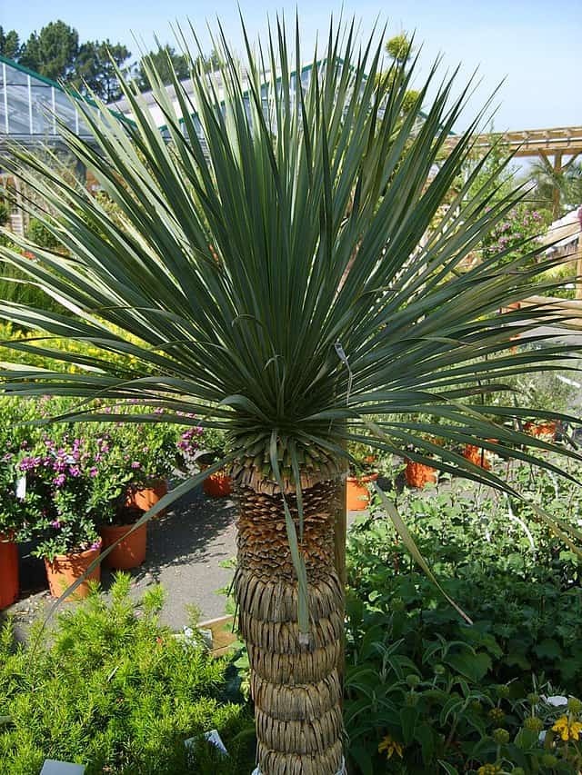 Yucca Rostrata aka Beaked Yucca 5 Seeds. Free Shipping!