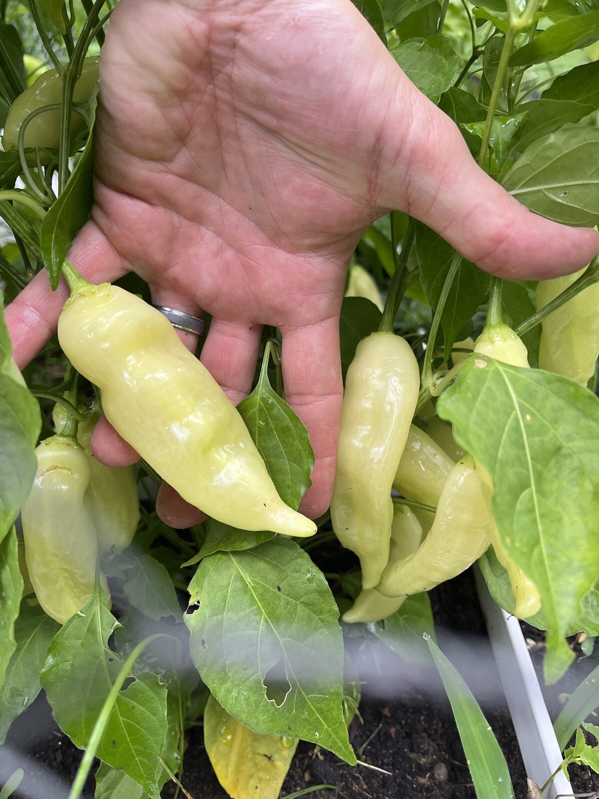 Sugar Rush Peach Pepper 15 seeds Spicy 🍑🌶Hot Rare -Non GMO- Organic-US Grown