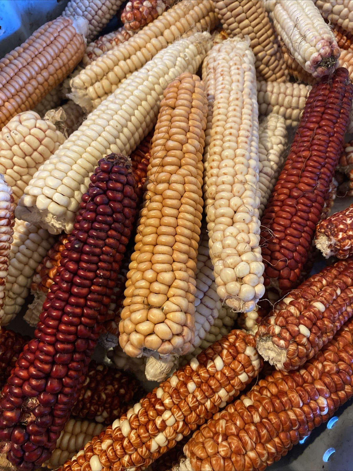 Calico Starburst Parch Corn Seed 50 Seed Packet.. High Protein!!