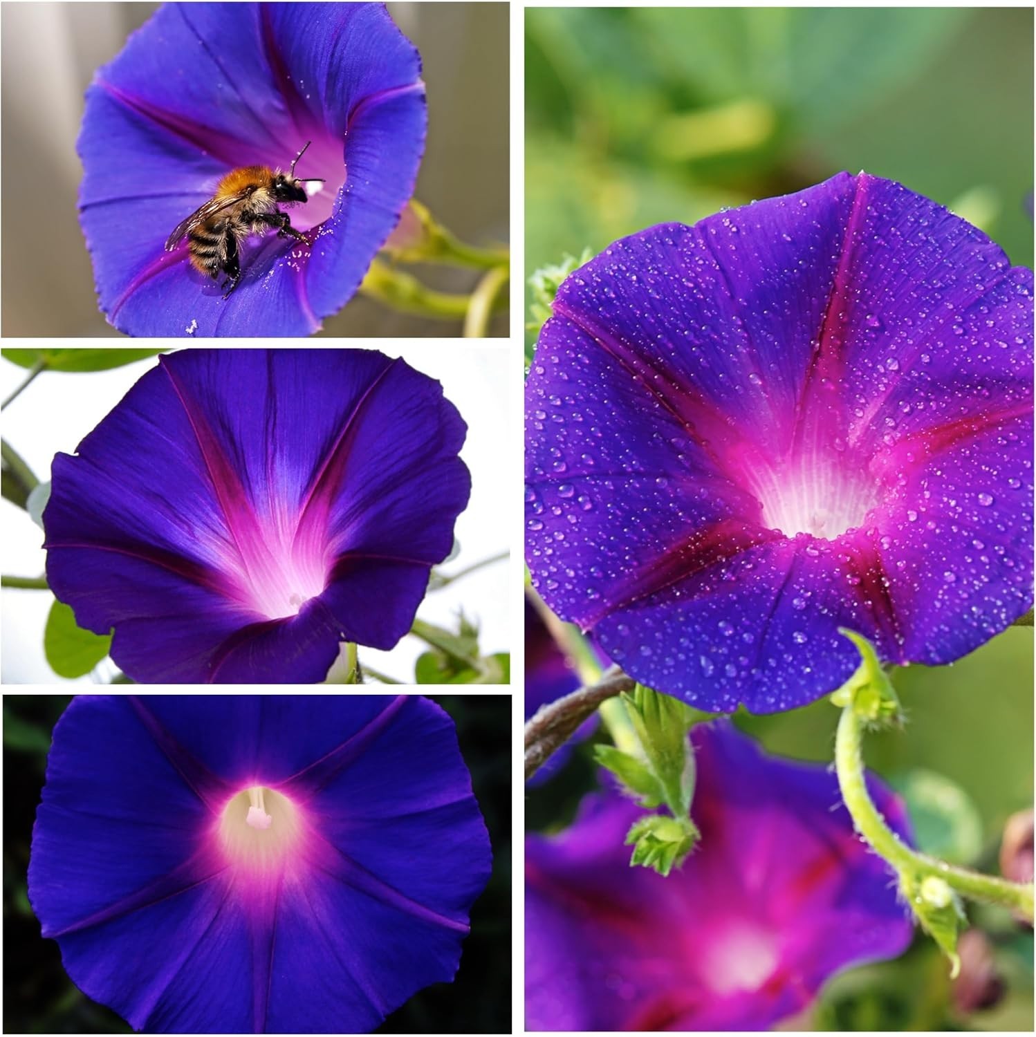 Easy-to-Grow Grandpa Ott Morning Glory Seeds – Indigo Blooms for Privacy Fences