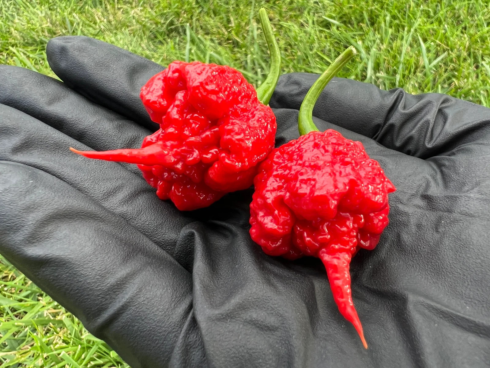Dragon’s Breath Mega Hot Pepper Seeds Organic Non-GMO Peppers