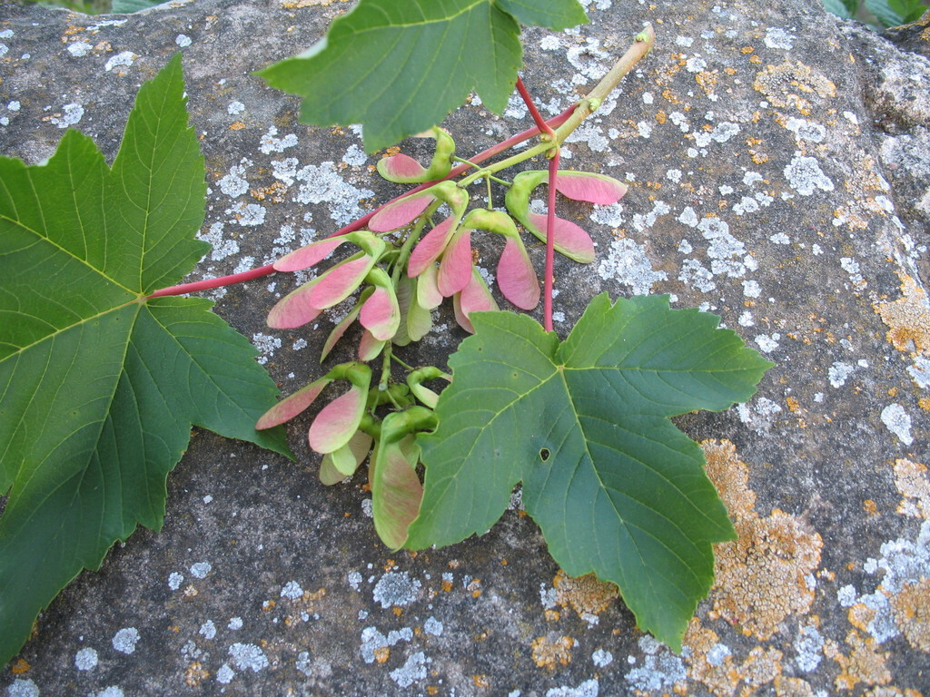 20 SYCAMORE MAPLE SEEDS – Acer pseudoplatanus