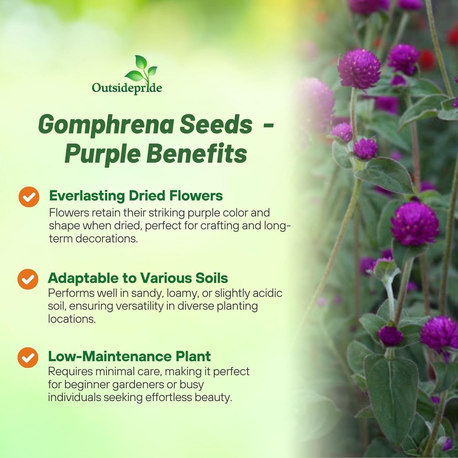 Versatile 1000 Count Purple Gomphrena Seeds – Perfect for Borders & Arrangements