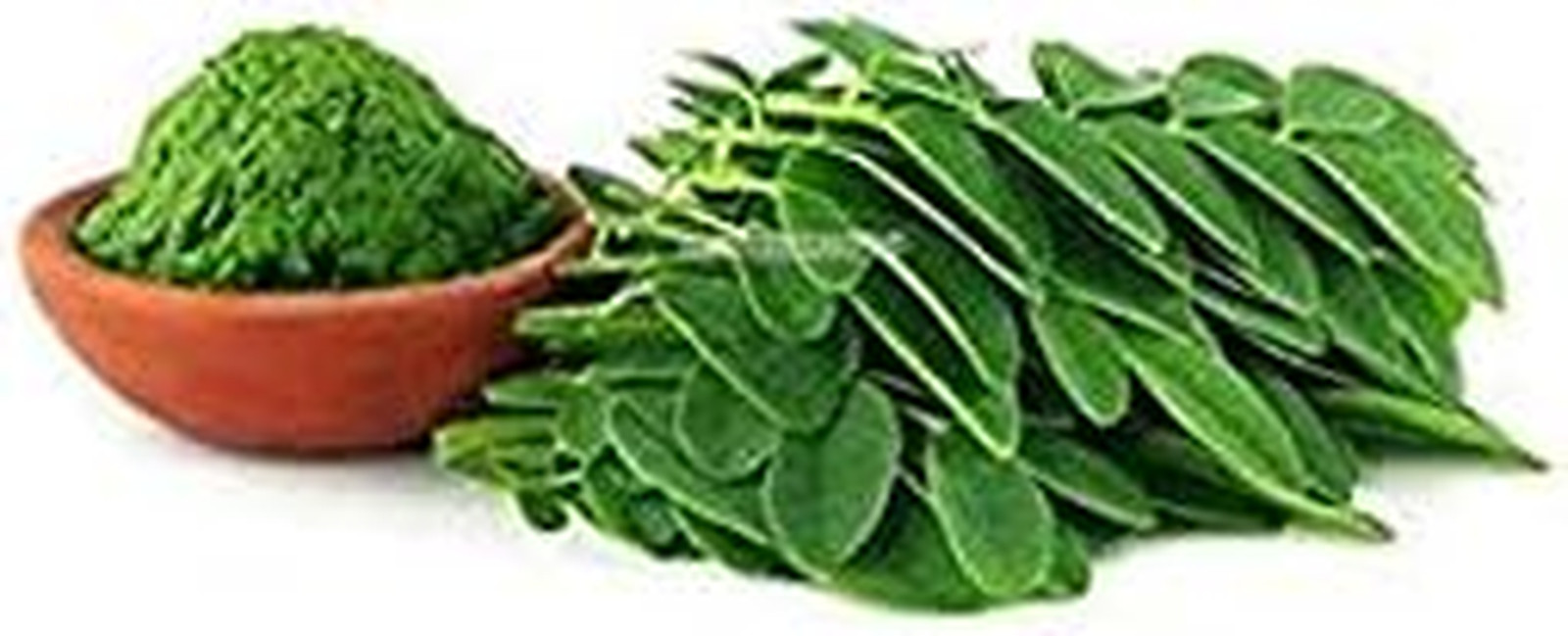 Tree of Life Bonsai Seeds | 20+ Seeds | Grow a Moringa Tree Bonsai, Highly