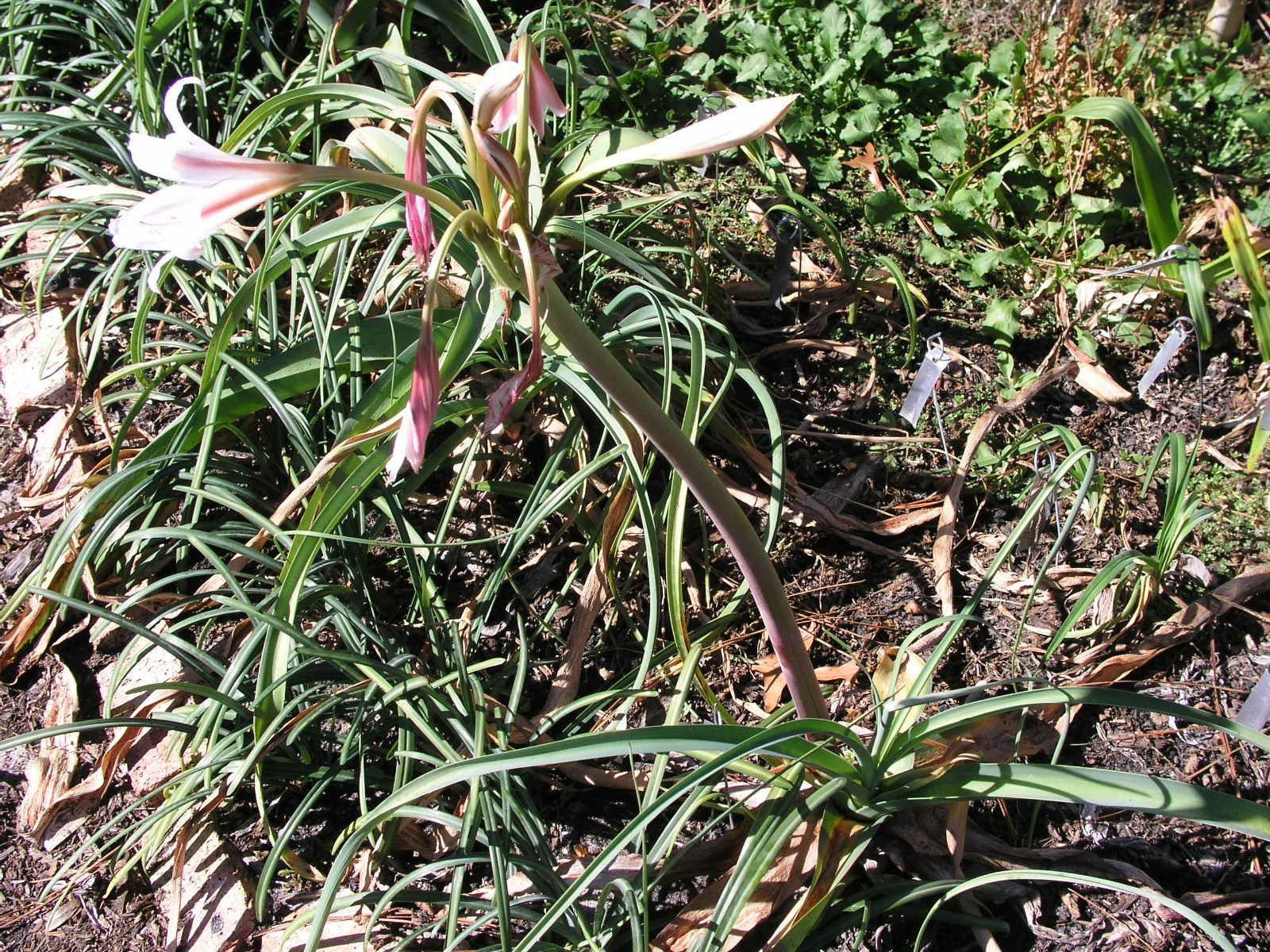 Crinum Lily, Bulbispermum ‘Chessgame’, medium-size bulb NEW