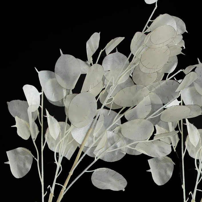 Money Plant Seeds | Lunaria Annual Honesty Silver Dollar Plant Flower Seed 2024