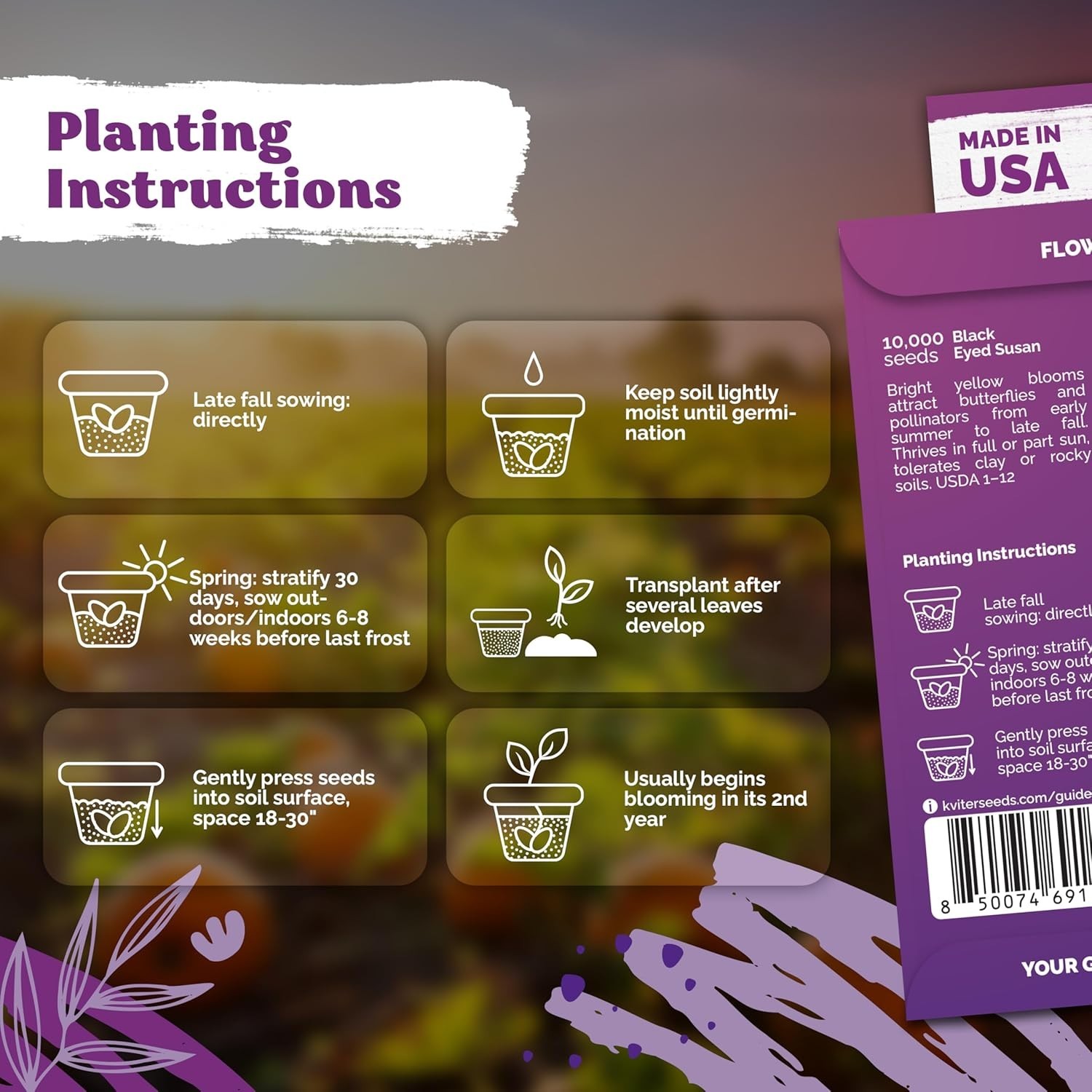 Wildflower Seed Pack Black Eyed Susan for Summer Blooming Gardens