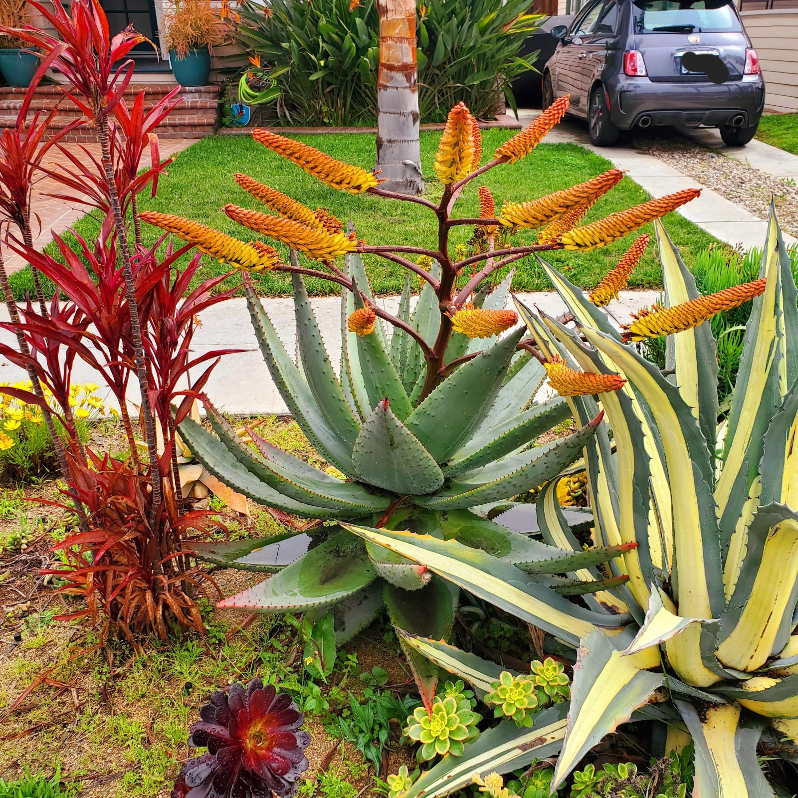 Aloe Spectabilis, Natal Aloe, 5 Seeds, Free Shipping!