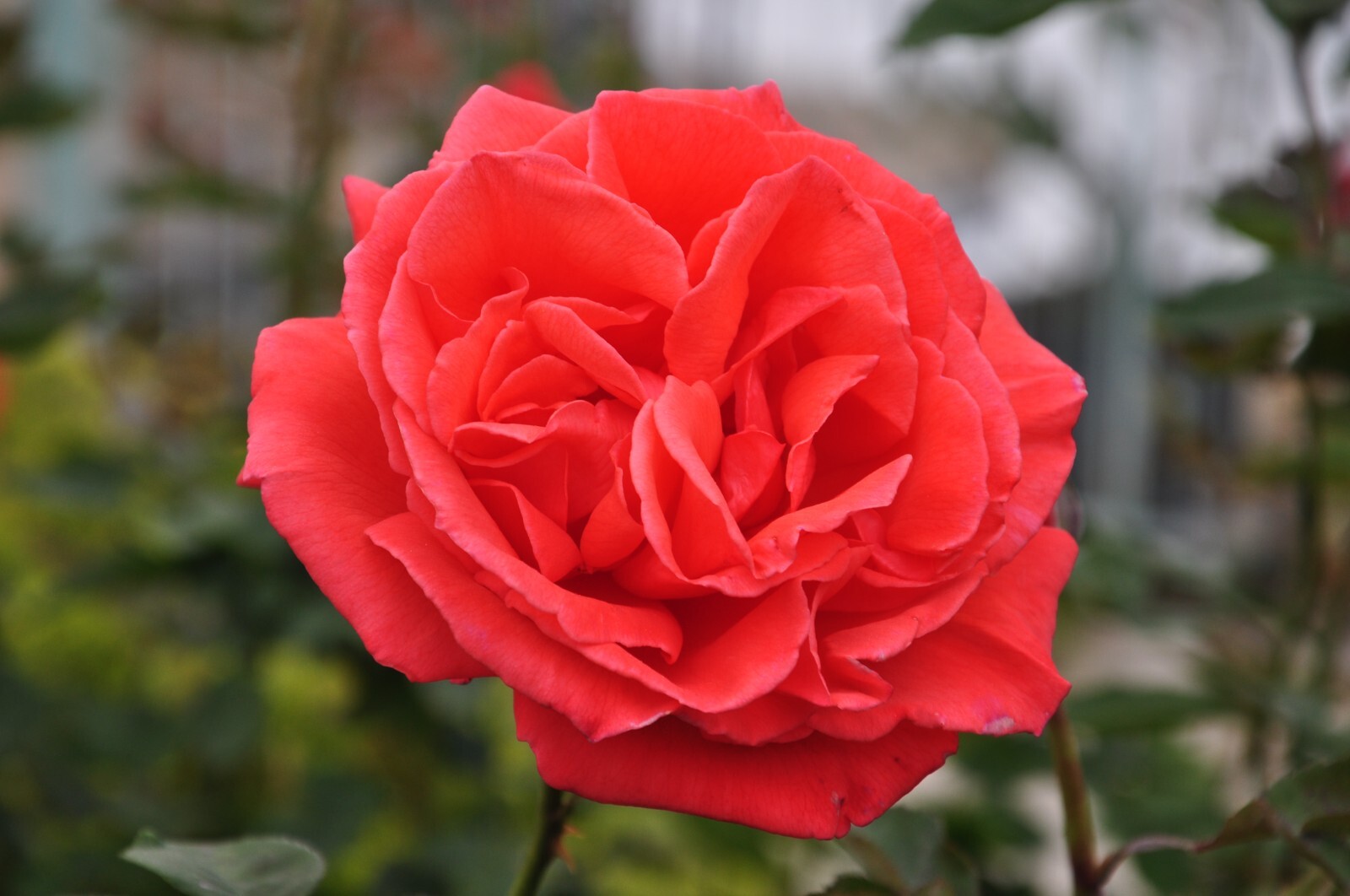 5 Garden Red Rose Cuttings Ready To Plant and Root