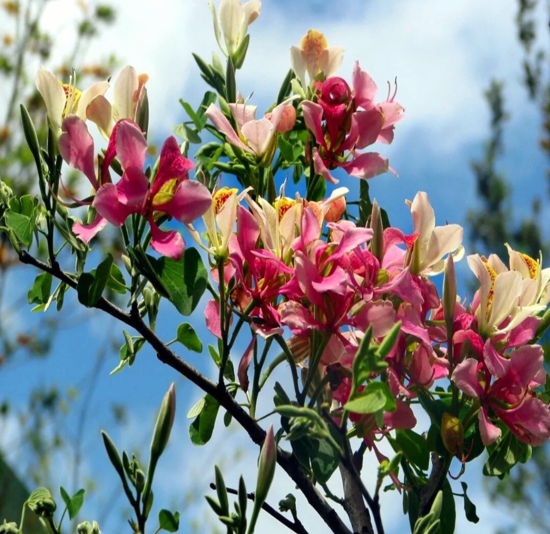 10 Bauhinia Orchid Seeds Butterfly Cercis Fragrant Bonsa Blakeana purpurea Free