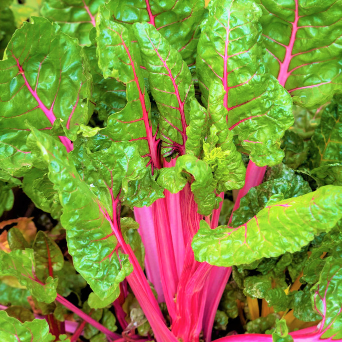 Pink Lipstick Swiss Chard Seeds | Beet Kale Spinach Garden Vegetable Seed 2024