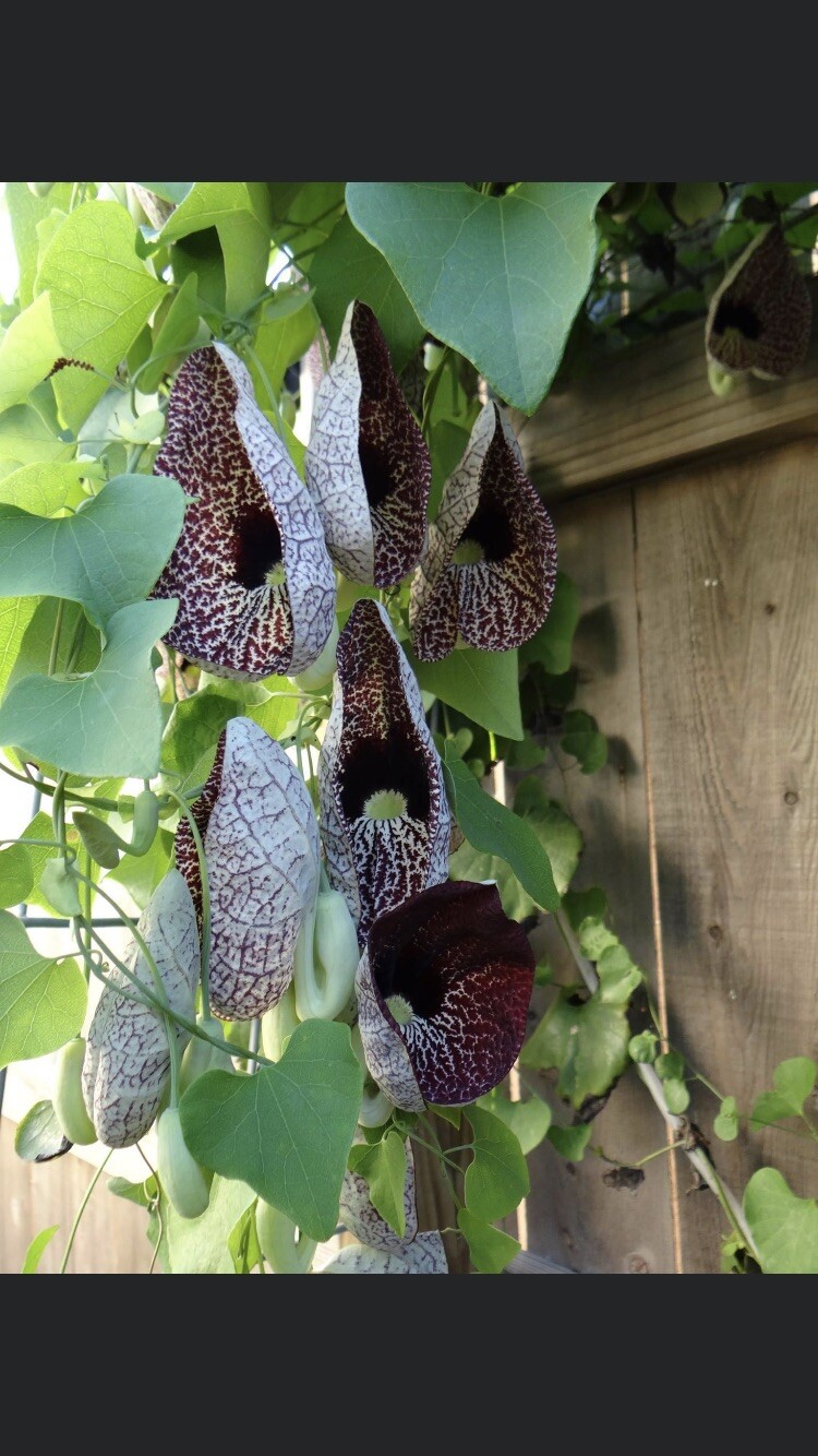 Aristolochia elegans littoralis 10 seeds