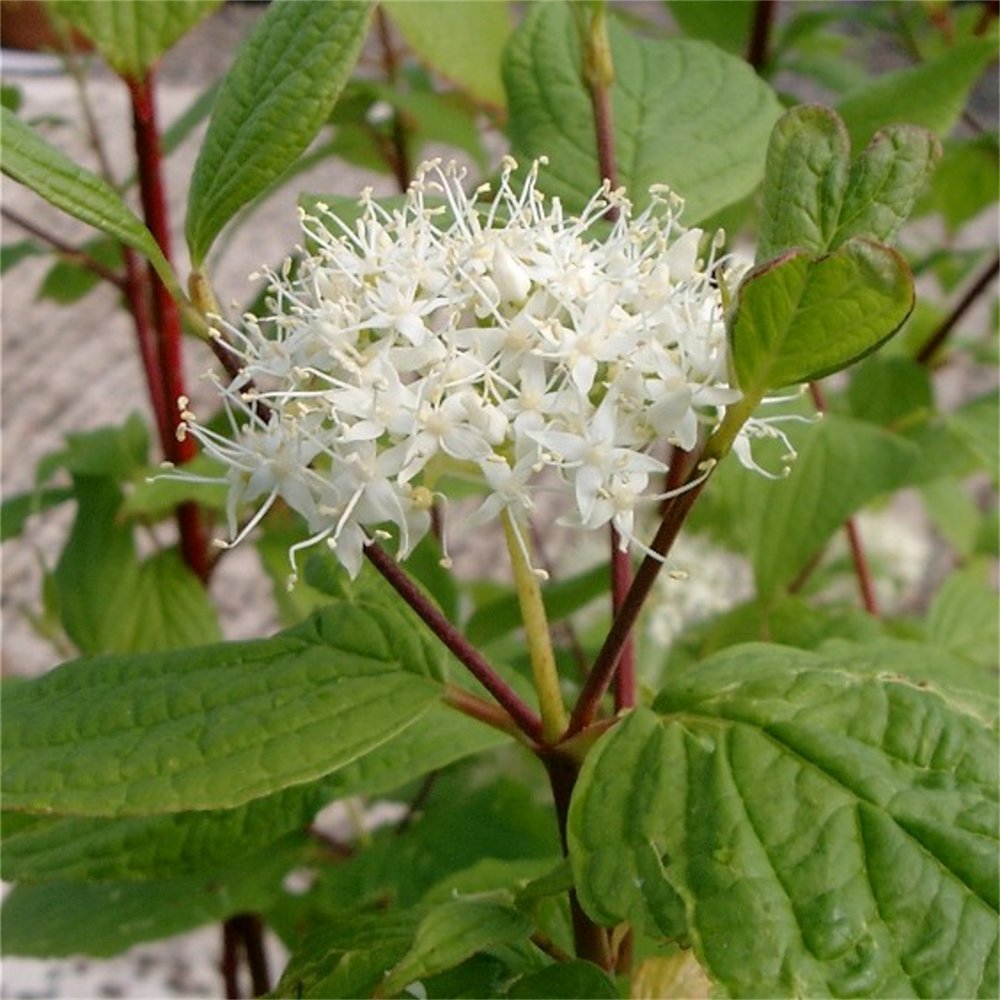 Coral Bark Dogwood Shrub (Siberian Tatarian Dogwood) Cornus alba sibirica, Seeds