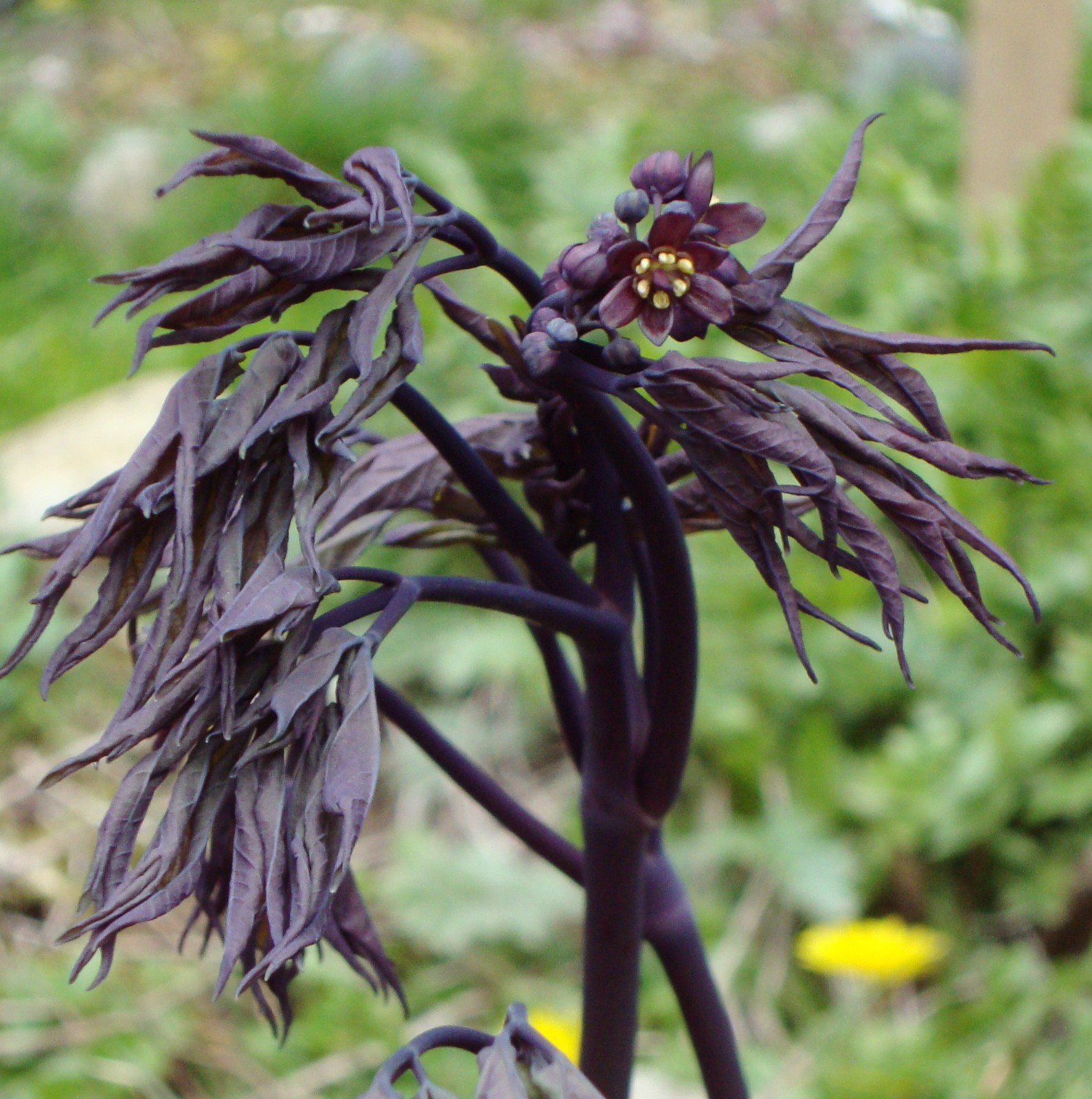 1 Blue Cohosh Bare Root Plant: Woodland Garden Perennial – Winter Hardy