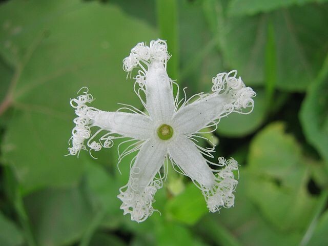 Trichosanthes tricuspidata | Tindora | 10 Seeds