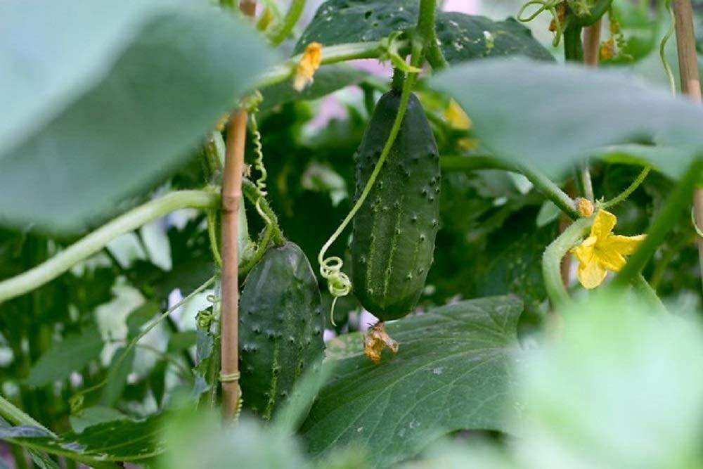 Cucumber Seeds, Boston Pickling Cucumber Seeds, “COOL BEANS N SPROUTS” Brand. H