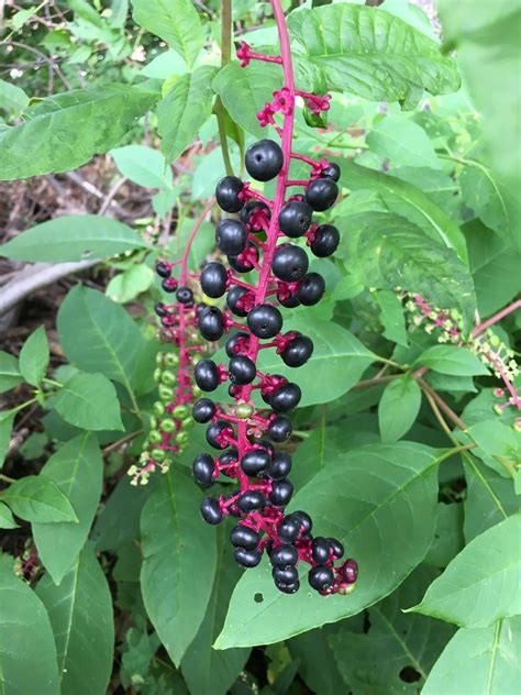 2 Pokeweed, American (Pytolacca americana) Rooted plant
