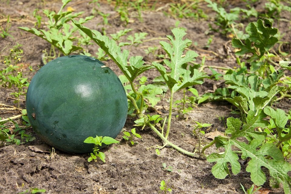 25+ SUGAR BABY WATERMELON SEEDS FRESH HARVEST FOR GARDENS #88