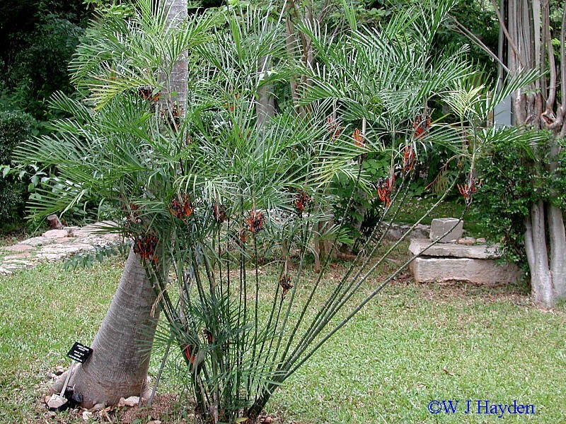 PALM BAMBOO 50 SEEDS CHAMAEDOREA SEIFRIZII INDOOR/OUTDOOR EXOTIC PLANT ORANGE