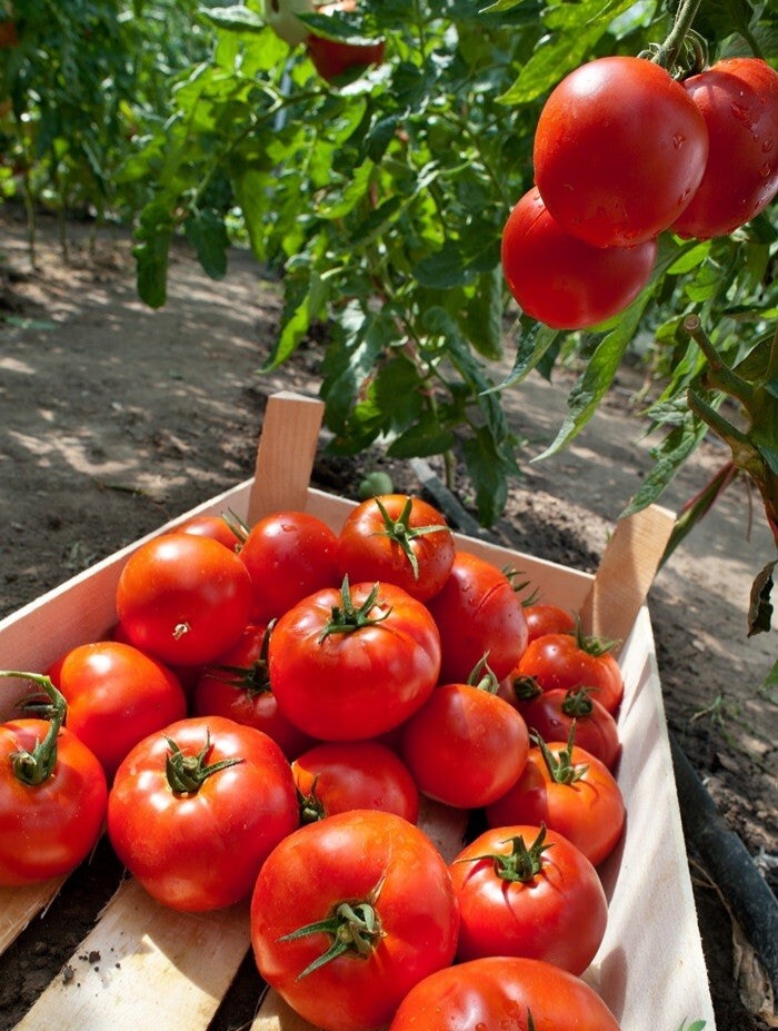 45 Organic Non-GMO Homestead Tomato Seeds. HIGHLY PRODUCTIVE- Seeds Of Tomorrow